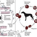 더블유동물의료센터 이미지