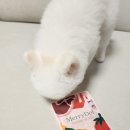 메리도프 이미지