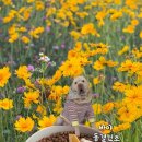 그린맘마 펫푸드 이미지