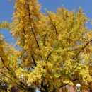 마로니에공원 이미지