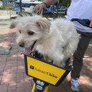 바이크애견 이미지