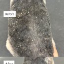 댕그루루 | 영천 강아지미용실 댕그루루 지루성,건성, 아토피피부 프리미엄 스파케어