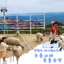 한작골농장 | 강원 하이원 맛집 운탄고도케이블카 구름아래 동물농장 스카이레이스 내돈내산찐후기