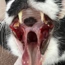 백산동물병원 | 고양이구내염 치료 완치 후기