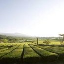 설록차전시관 이미지