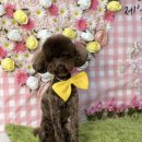 강남애견 이미지