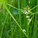 조선흑삼릉Sparganium coreanum H. Lév. 이미지