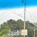 금산농협하나로마트비호점 네이버블로그