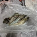 안면도 수산시장 횟집 수산365, 회 포장 가성비갑 내돈내산 후기