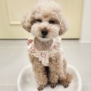 개라데이션 이미지