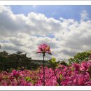 철쭉동산 이미지