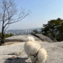 강아지 산책시 주의사항 - 배변봉투 추천 그린백 배변봉투 반려견 똥봉투 똥봉지