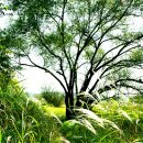 우포의 숲속 이미지