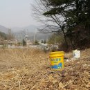 감이 벌써 연시가되었어요 이미지