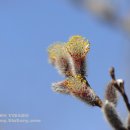 버들강아지 이미지