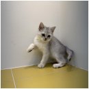 하남강아지 이미지