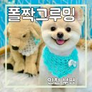 폴짝그루밍 이미지