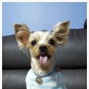 써리 독 이미지