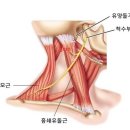 연세새롬의원 이미지
