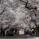 3월 31일 현재 쌍계사 10리 벚꽃길 풍경 이미지