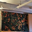 와인&칵테일 | 망원 와인바ㅣ분위기 좋은 칵테일맛집 [능소화] 솔직 후기