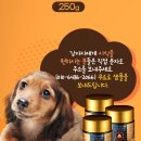 금산 활력의집 | 금산이가홍삼 강아지영양제추천 반려견영양제 흑삼 후기 가이드