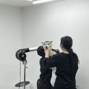 펫미리애견샵 이미지