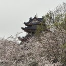 우시 숨은 벚꽃 명소, 유안터우주(거북머리섬) 방문기