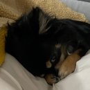 누리,멍's 이미지