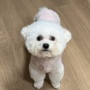 테일러퍼피 이미지