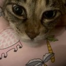 봄날동물의료센터 이미지