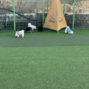 힐링독아카데미 네이버블로그
