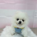 시오멍 이미지