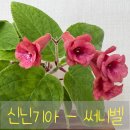 써니의베란다이야기 | 신닌기아 써니벨 키우기 | 물꽂이 번식 성공부터 재개화까지