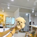 아이블링 이미지