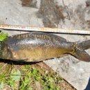 핸섬가이 이미지