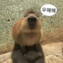 뽑기앤유 | 웨이....우승 함 해보자....!! ② (2026 owcc, 일본 옵챔스 챔클 후기)