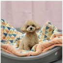 퍼피키티 이미지