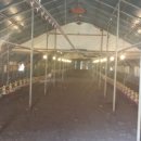 닭사랑농장 이미지