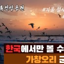 [겨울 추천 여행지 ] 겨울 철새들의 군락지 - 서천 조류 전망 공원 │한국 에서만 볼 수 있는 가창 오리 군무 │서천 가볼만한곳 │ 이미지