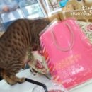 혼자두면 장판뜯어서 차린 개카페 이미지