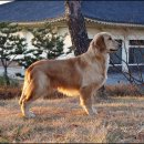 2007 제10회 KROC Retriever Specialty Dogshow (쿠퍼와 로티플) 이미지