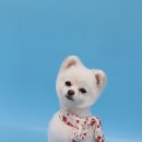 레몬이네 그루밍샵 이미지