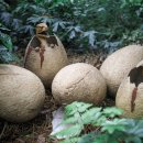 공룡의숨결 | “상상을 뛰어넘는 공룡의 알” - 8천5백만 년 전의 생명이 전한 기후 재앙의 경고