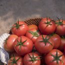 완숙미인토마토