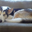 하나사랑동물병원 이미지