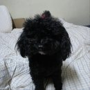 세븐일레븐 부산망미가람점 | [부산 수영구] 광안리 애견미용 쁘띠몽펫샵 애견미용 잘하는 곳