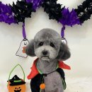 화사하개 이미지