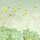 아지랭이 이미지