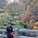 감성찾아 떠난 단풍여행...7부 거제, 양산, 밀양, 경주 이미지